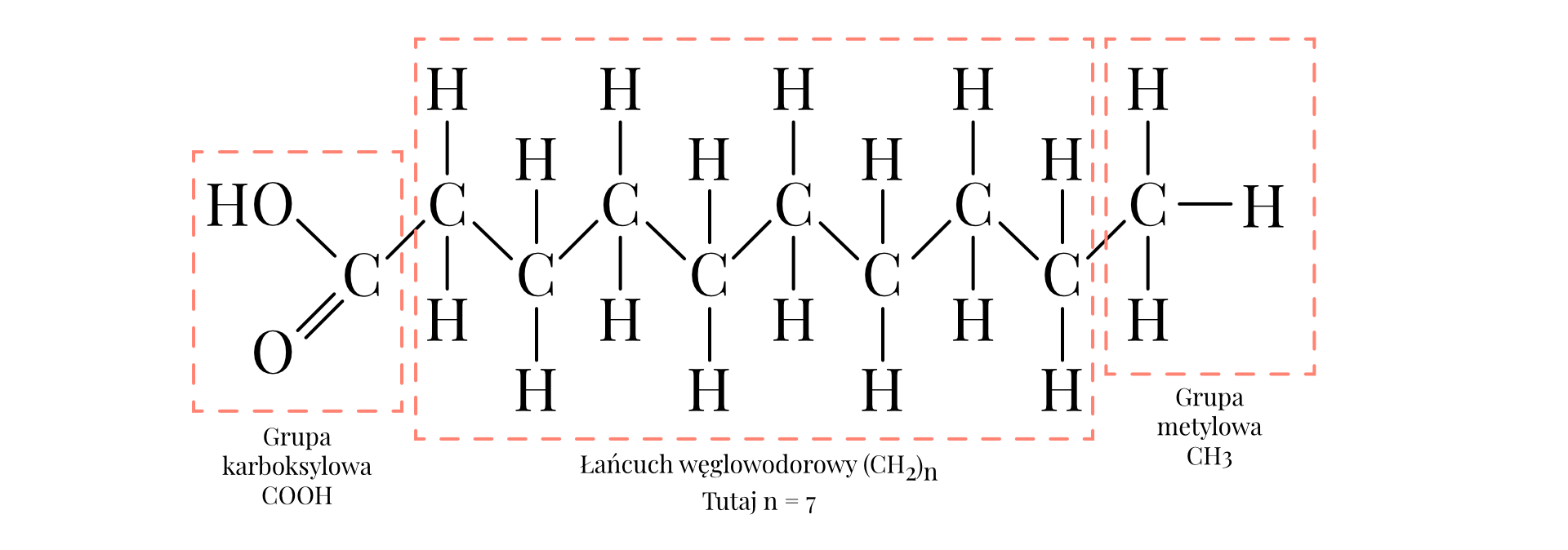 Budowa strukturalna nasyconych kwasów tłuszczowych